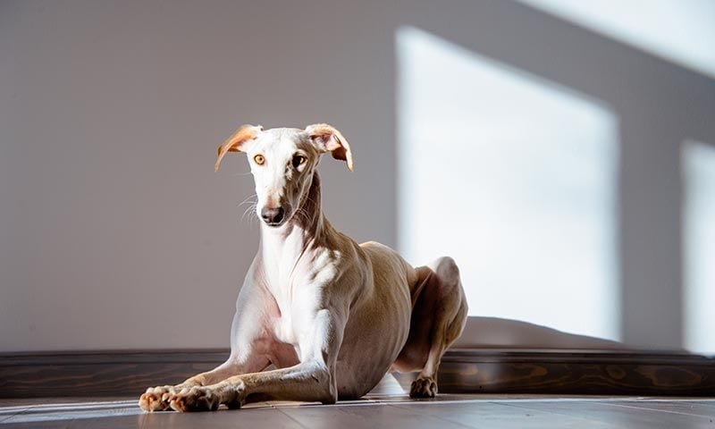 galgo