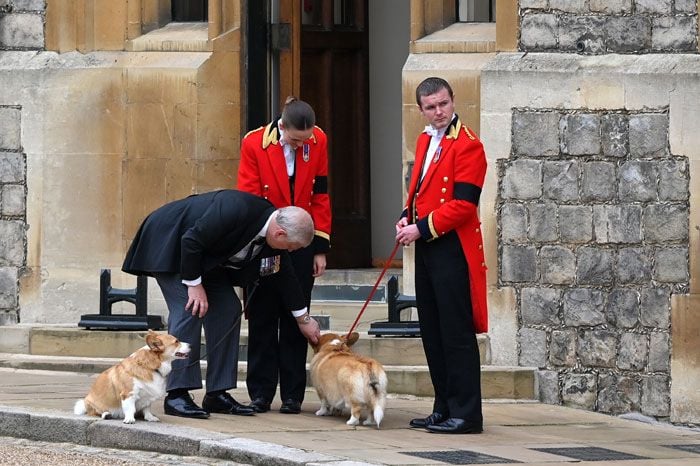 Perros de la reina Isabel II en su despedida en Windsor