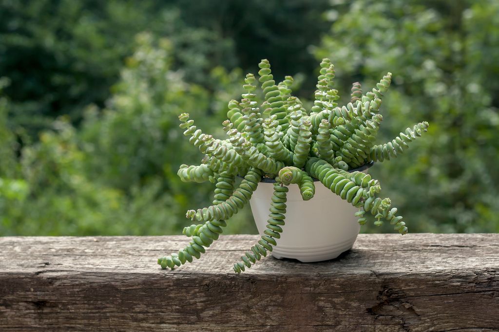 crassula perforata o planta acordeon