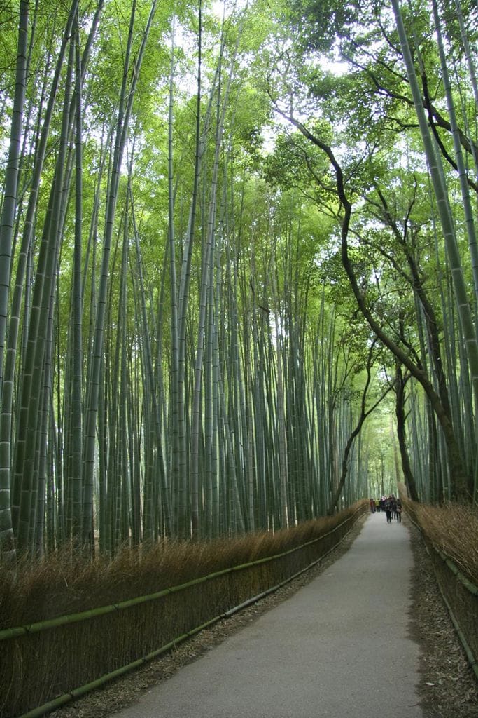 bosque bambu kioto paisaje