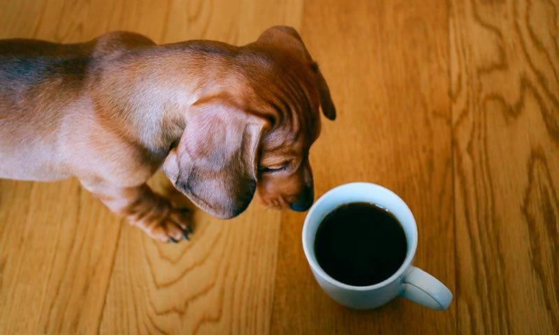 alimentos prohibidos mascotas cafeina