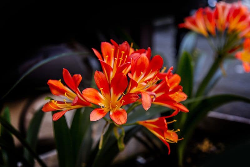 cultivar clivia 8