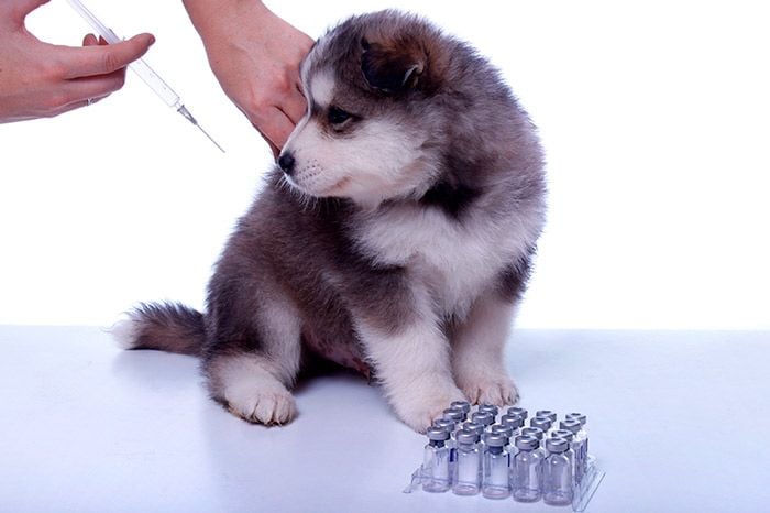 parvovirus perros