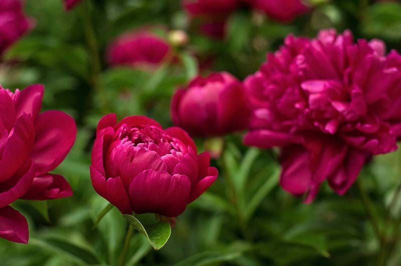 cultivar peonia 1