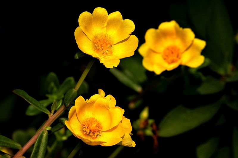 cuidados portulaca 03a