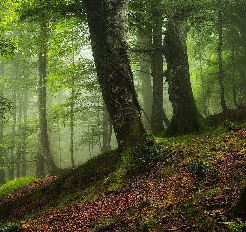 Hayedo de Saja, Cantabria