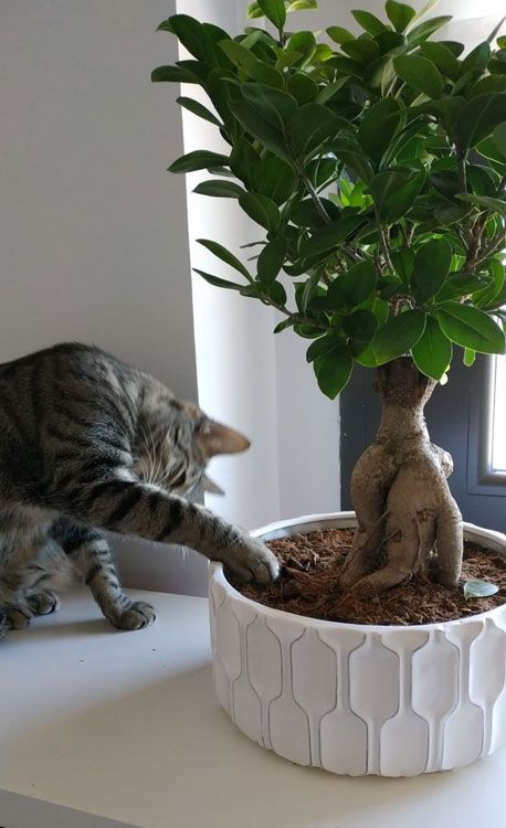 gato_bonsai