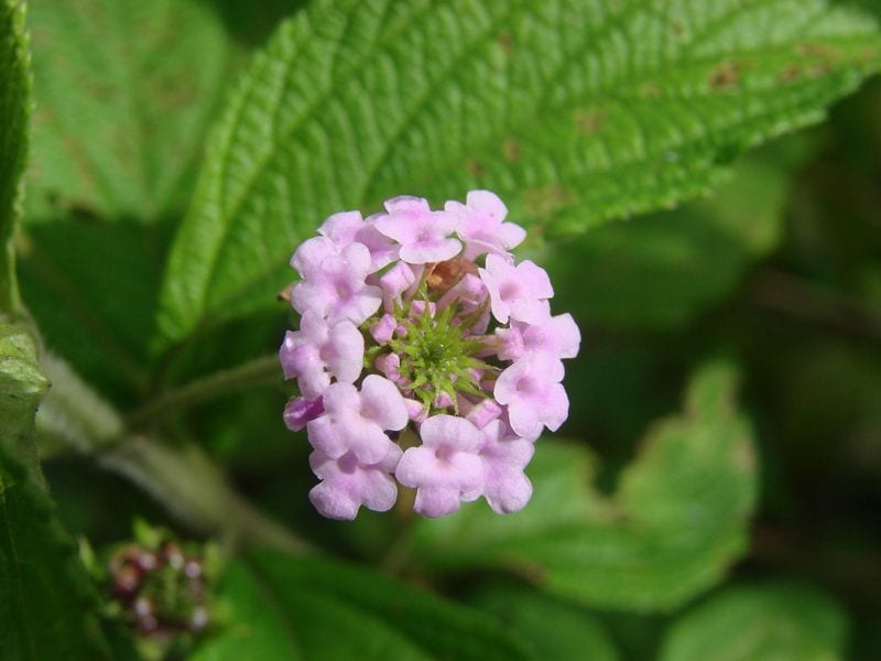 lantana arbusto otoño hola decoracion 02