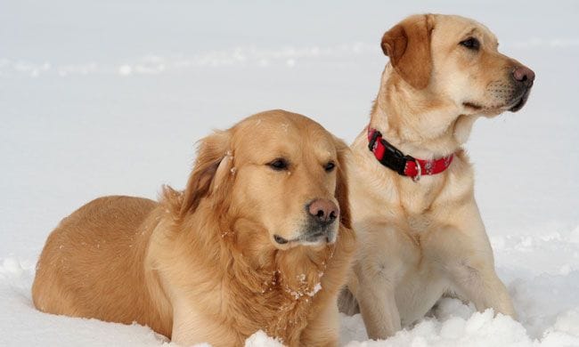 Golden retriever y labrador