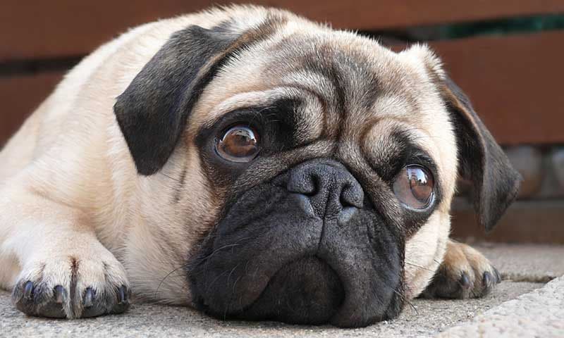 pug