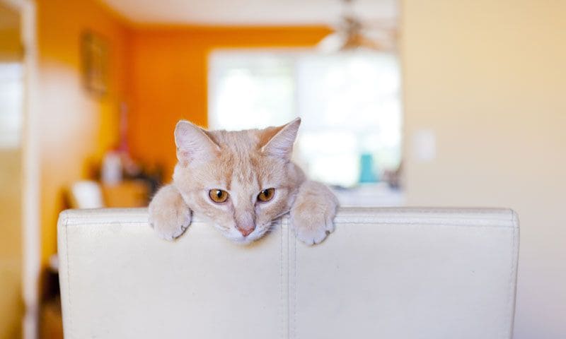 gato sofa