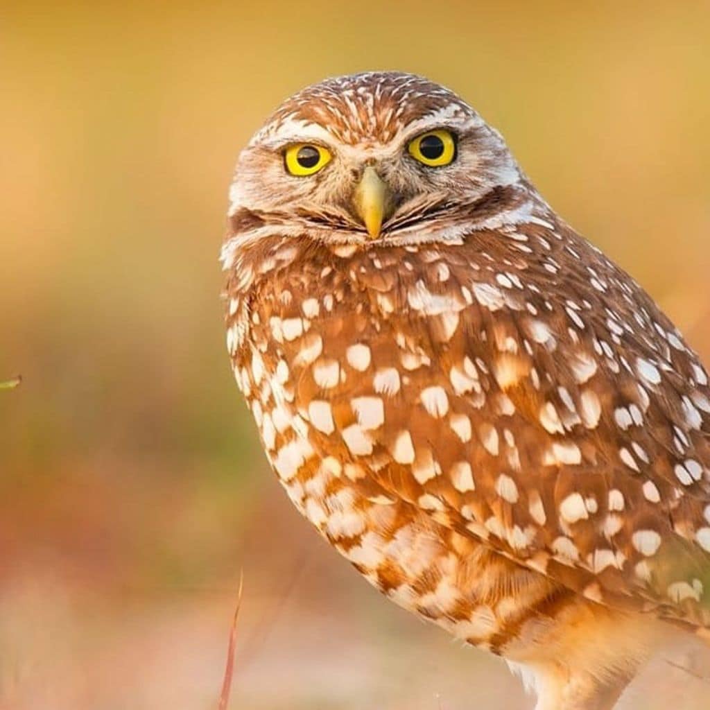 hacer un safari por las dunas de do ana en huelva