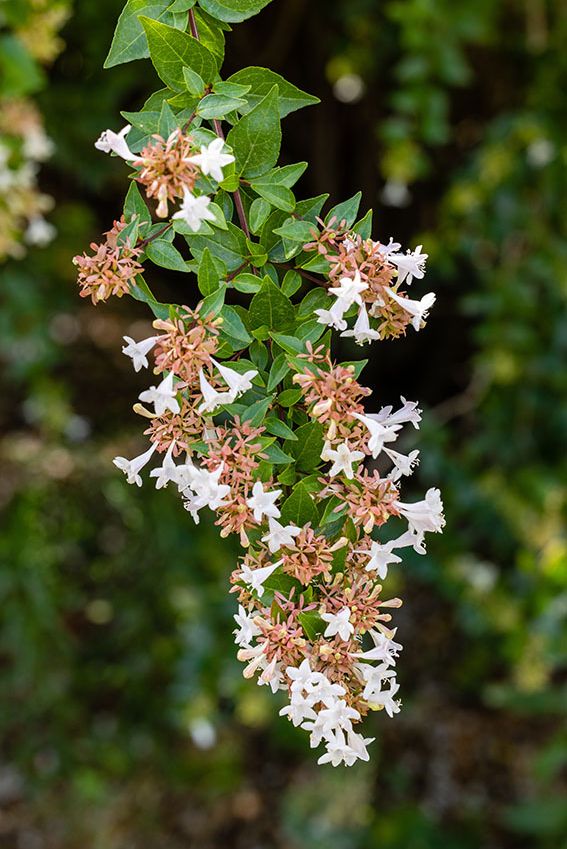 cultivo abelia 4