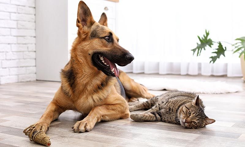 perros gatos