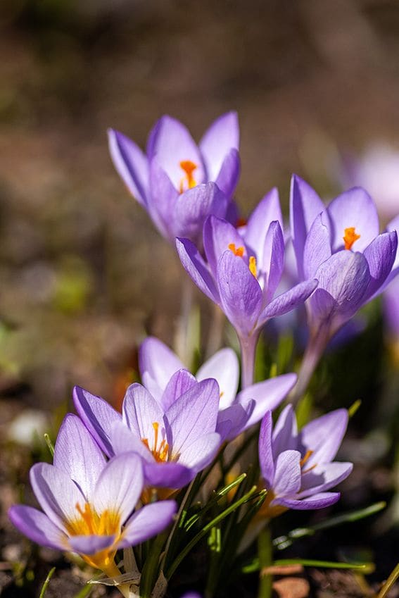 cuidados crocus 08a