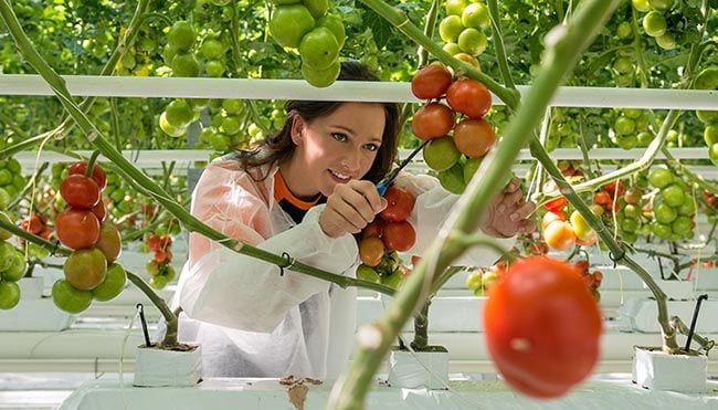 Estas son las razones por las que se modifican genéticamente las verduras 