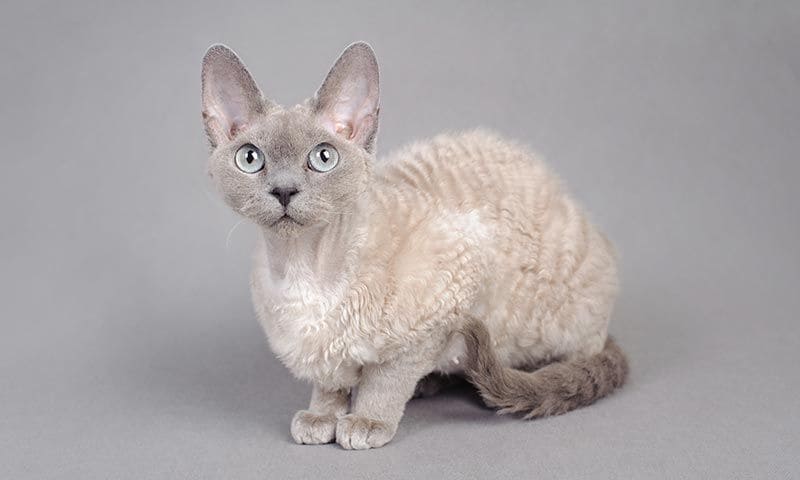 devon rex