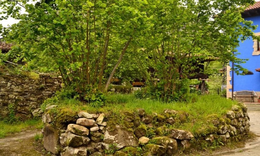 Avellanos en una calle de Espinaredo, Asturias