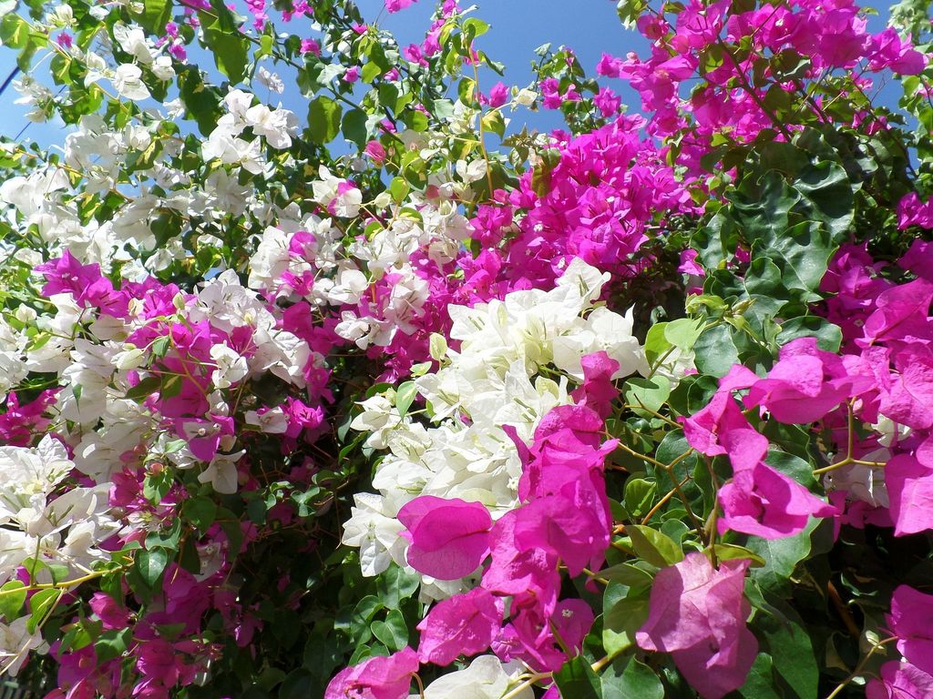 Buganvilla con flores rosas y blancas