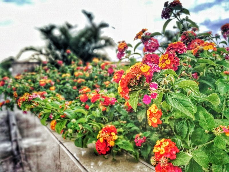 lantana arbusto otoño hola decoracion 07