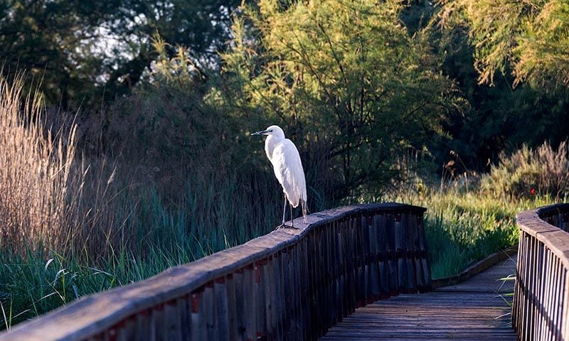 ver aves espana damiel