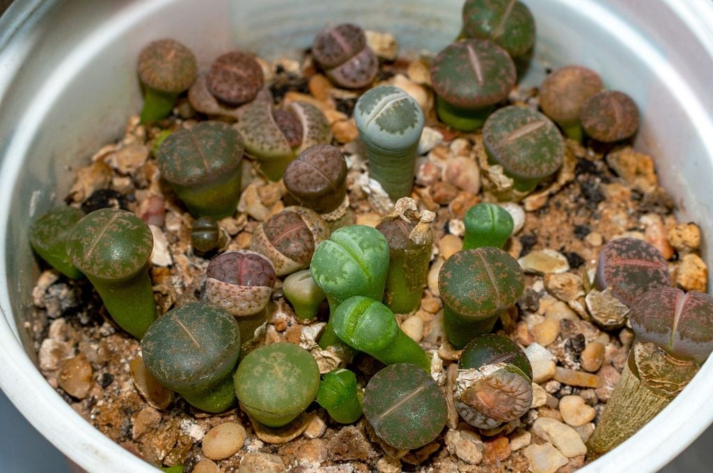 Lithops o piedras vivas