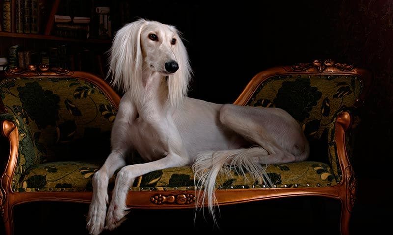 saluki