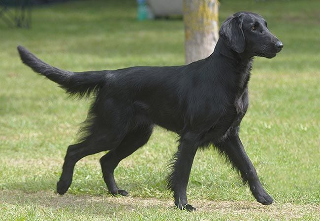 Flat coated retriever, el más estilizado