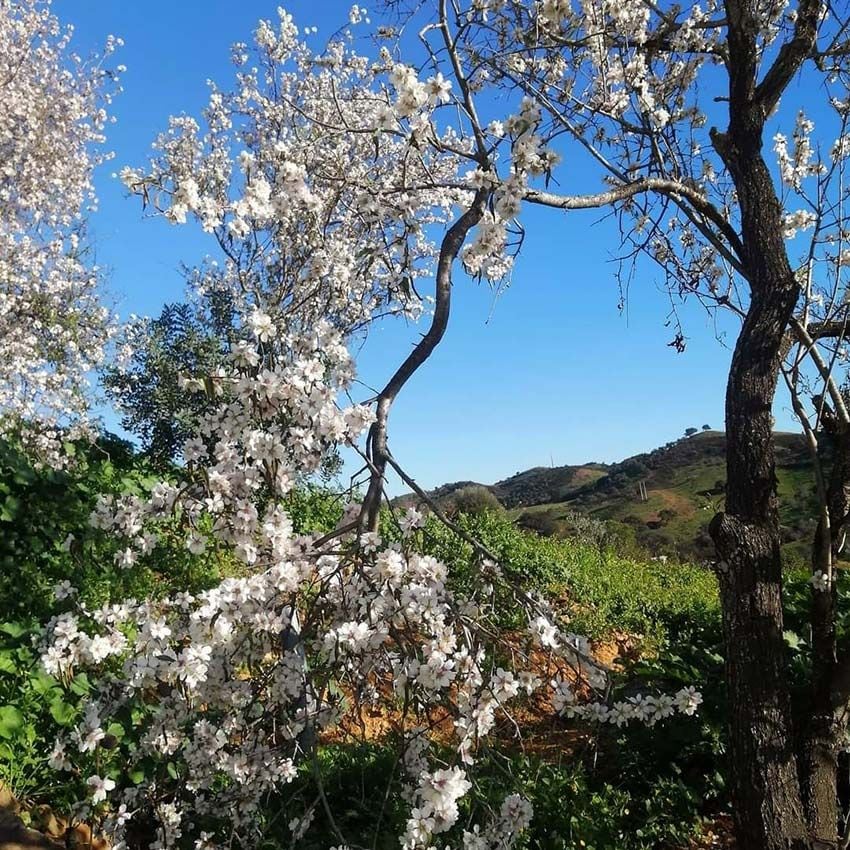 algarve festival almendros en flor