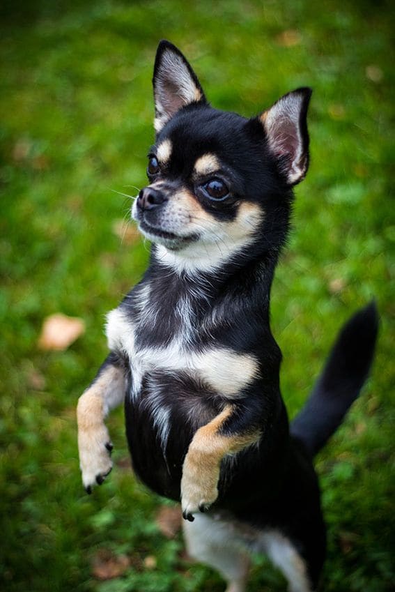 chihuahua