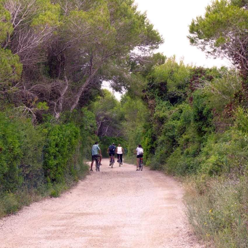 Paseo en bici por los bosques de la Devesa.