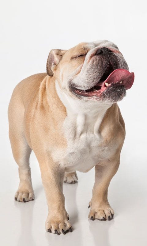 bulldog ingles