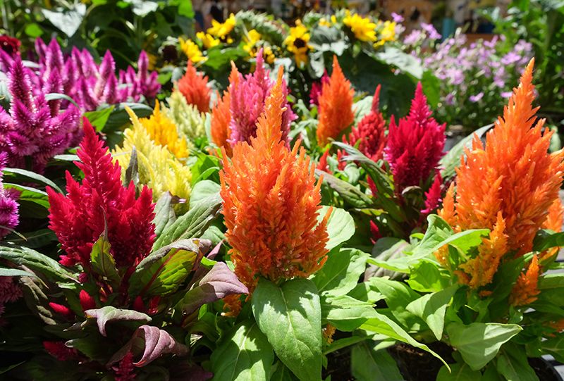 planta exterior celosia 09a