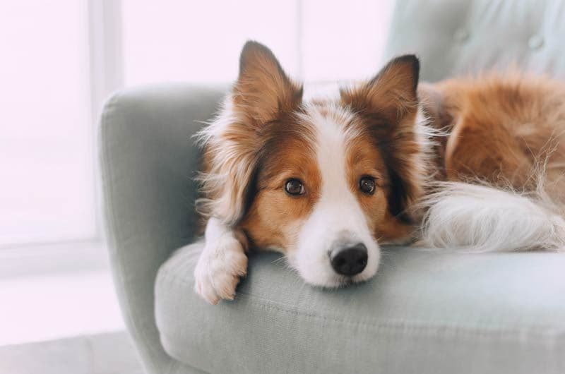 collie mirando