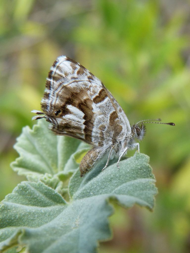 La mariposa del geranio, conocida también como el taladro del geranio