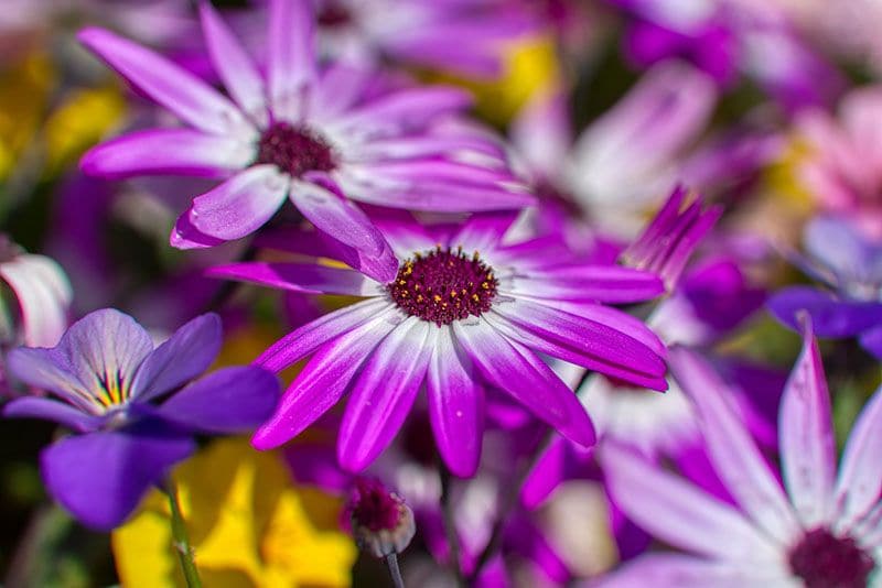 cuidados cineraria 3