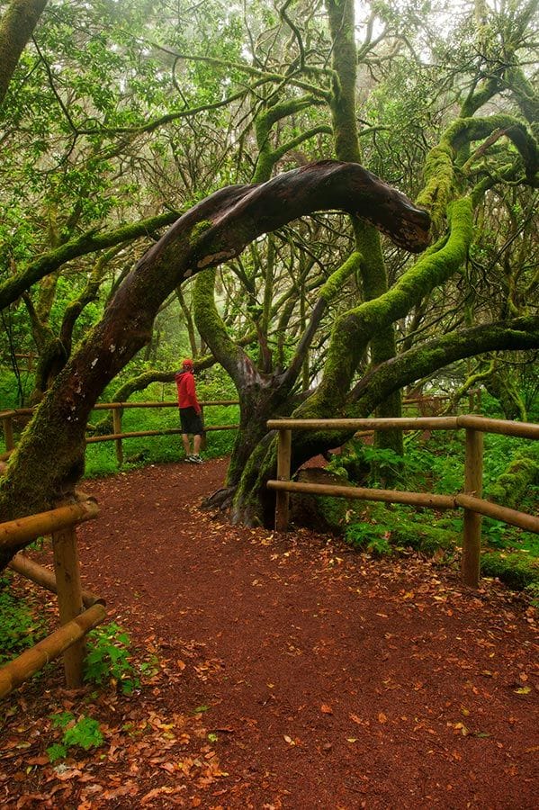 bosques gomera canarias