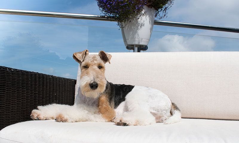 foxterrier