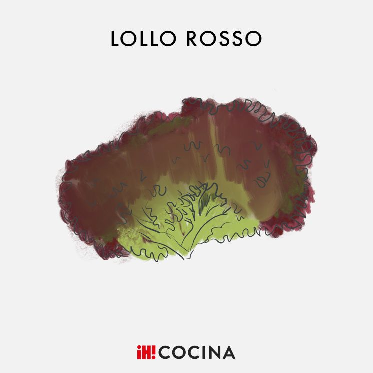 Lechuga 'lollo rosso'