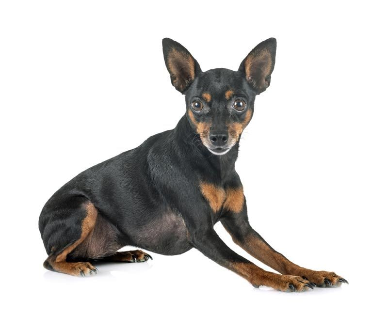 pinscher 3a