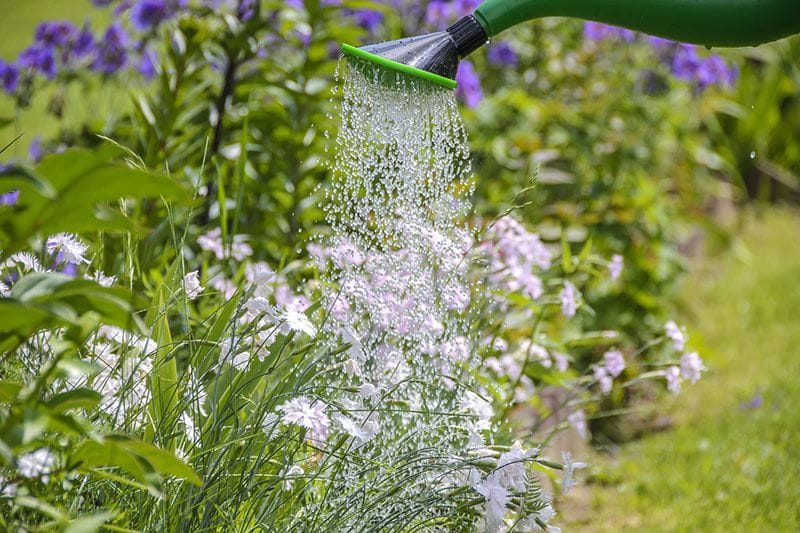 proteger plantas calor 2