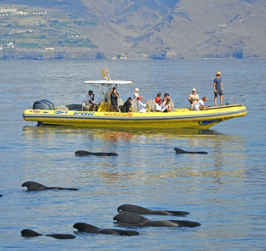 Cetáceos, La Gomera, Canarias