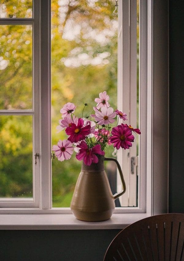 Plantas de interior