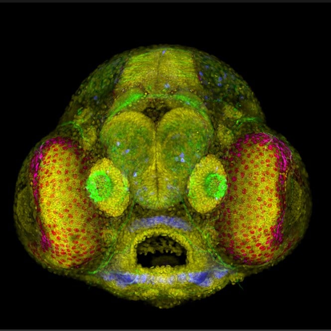 Rostros animales fotografía microscópica