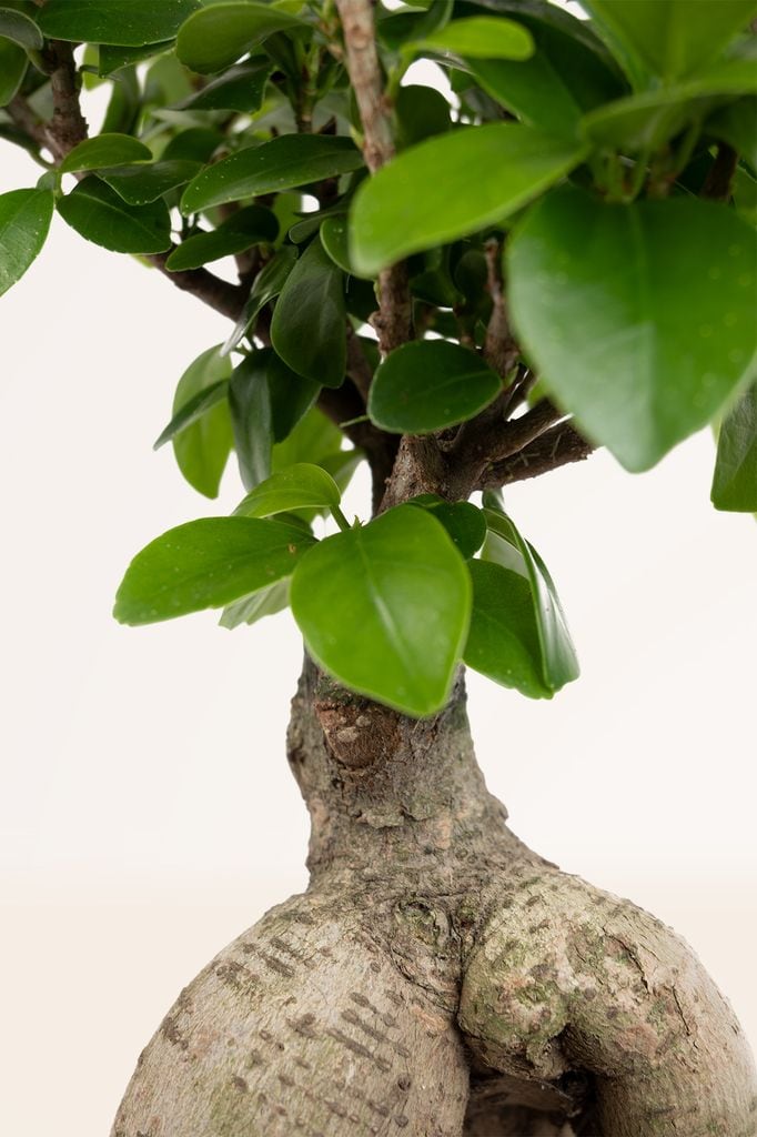 'Ficus microcarpa'