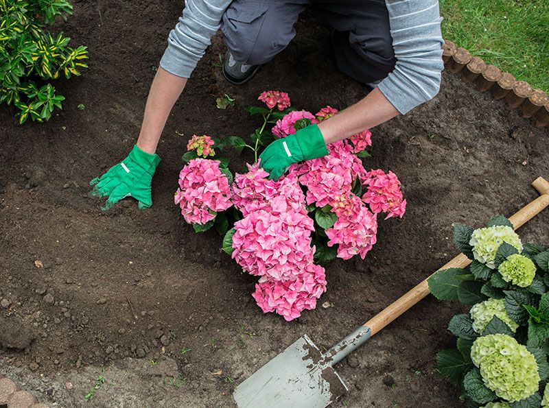 cultivar hortensias 4