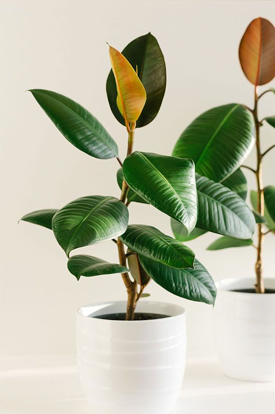 cultivar ficus 8