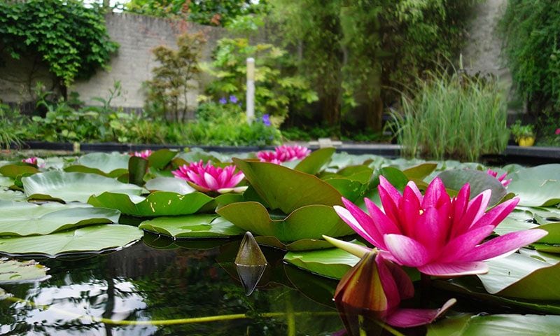 cultivar nenufares 10