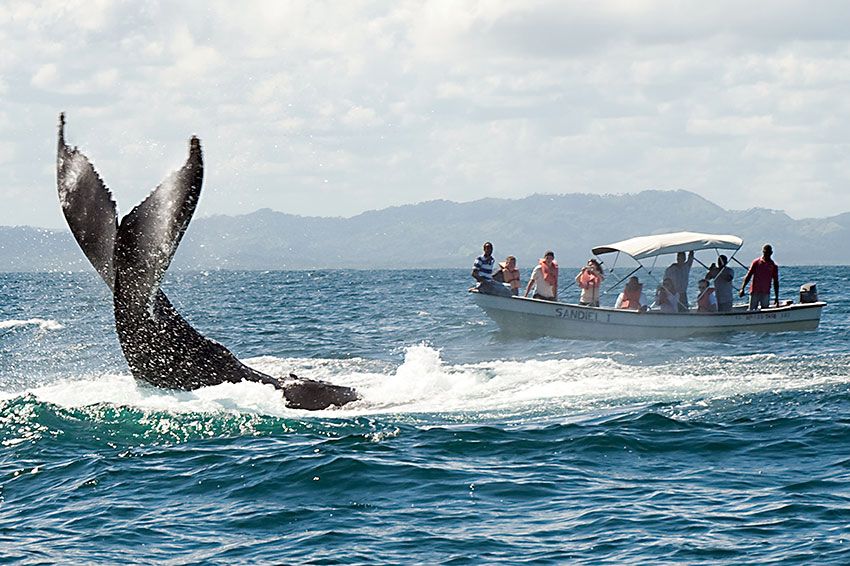 ballenas-samana-republica-dominicana2