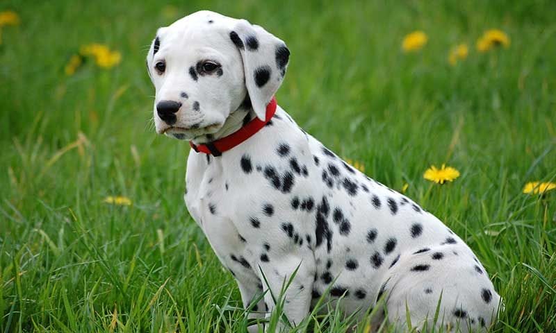 dalmata